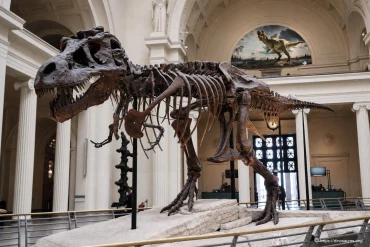 Field Museum Ă Chicago : SUE le T-Rex, fossiles et dinosaures Ă voir