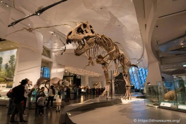 Royal Ontario Museum à Toronto : dinosaures, fossiles et galeries à voir