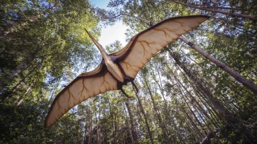 Ptérodactyle : taille, ailes et mode de vie du célèbre reptile volant