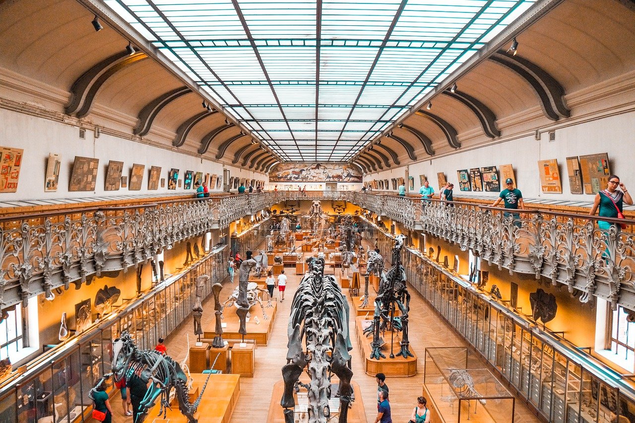 musée, dinosaure, fossile