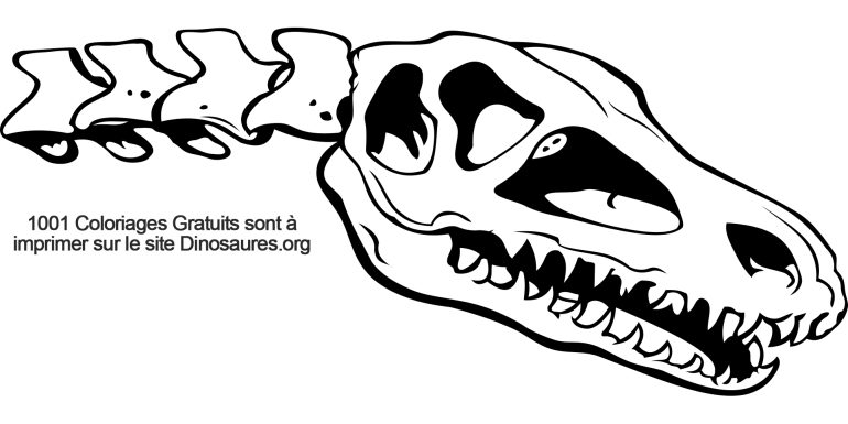 Crâne de dinosaure à colorier gratuitement
