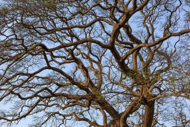 Tricoter un dinosaure : quelles techniques et astuces pour réussir ?