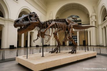 Field museum à chicago : découvrez le musée du célèbre t-rex