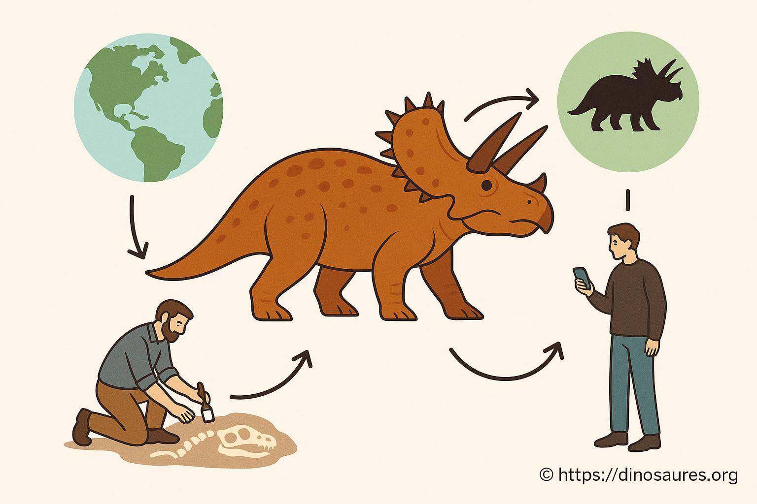 Cycle de découverte d un dinosaure triceratops