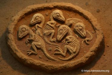 Des bébés dinosaures fossiles encore dans leur nid découverts en Mongolie
