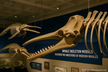 Modèles de squelettes de baleines et leurs ancêtres fascinants