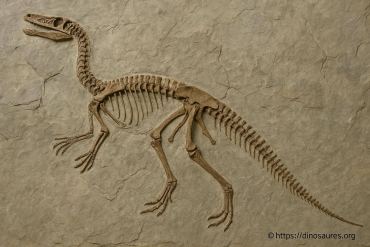 Un dinosaure platéosaure découvert en suisse (argovie)