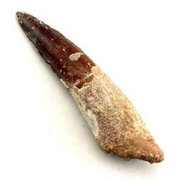 Jurassic Jacks Véritable dent de dinosaure spinosaure spinos