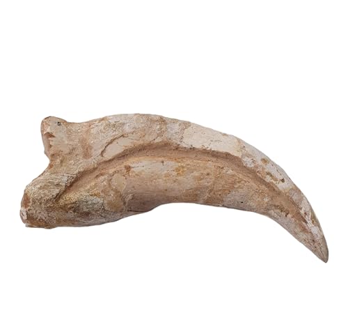 Spinosaurus aegypticus Claw Fossiles fossiles de dinosaure S