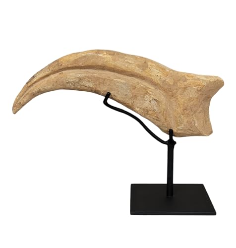 Spinosaurus aegypticus Claw Dinosaur Mineral Fossiles Pierre