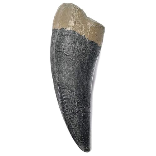 CRIGÈME - FOSSILES (DENT DE TYRANNOSAURUS REX T-REX 13CM (RE