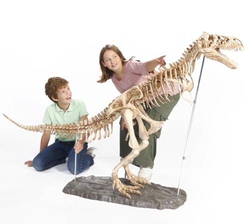 DOKTOR FUN - Mega T-Rex - Le squelette dun dinosaure T-Rex -