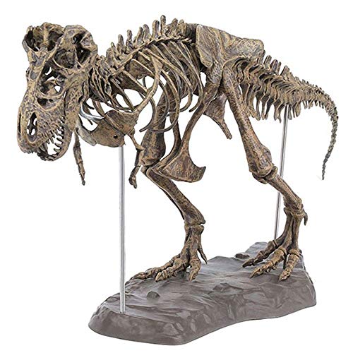 Venus Valink Tyrannosaure Rex Squelette Dinosaure Animal Col