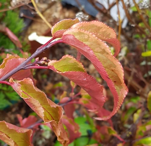 Stachyurus chinensis Joy Forever / Stachyurus de Chine/Conte